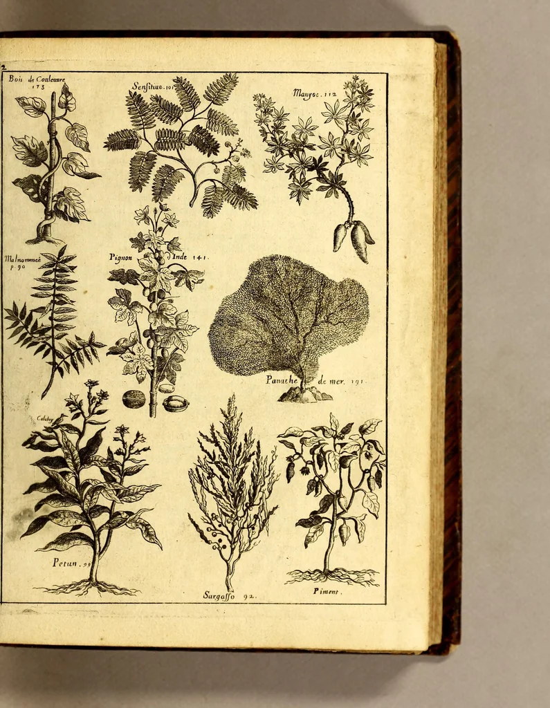 An illustration from Histoire generale des Antilles habitées par les François. : Divisée en deux tomes, et enrichie de cartes & de figures. Tome I [-IV]. ..., 1667, leaf 111