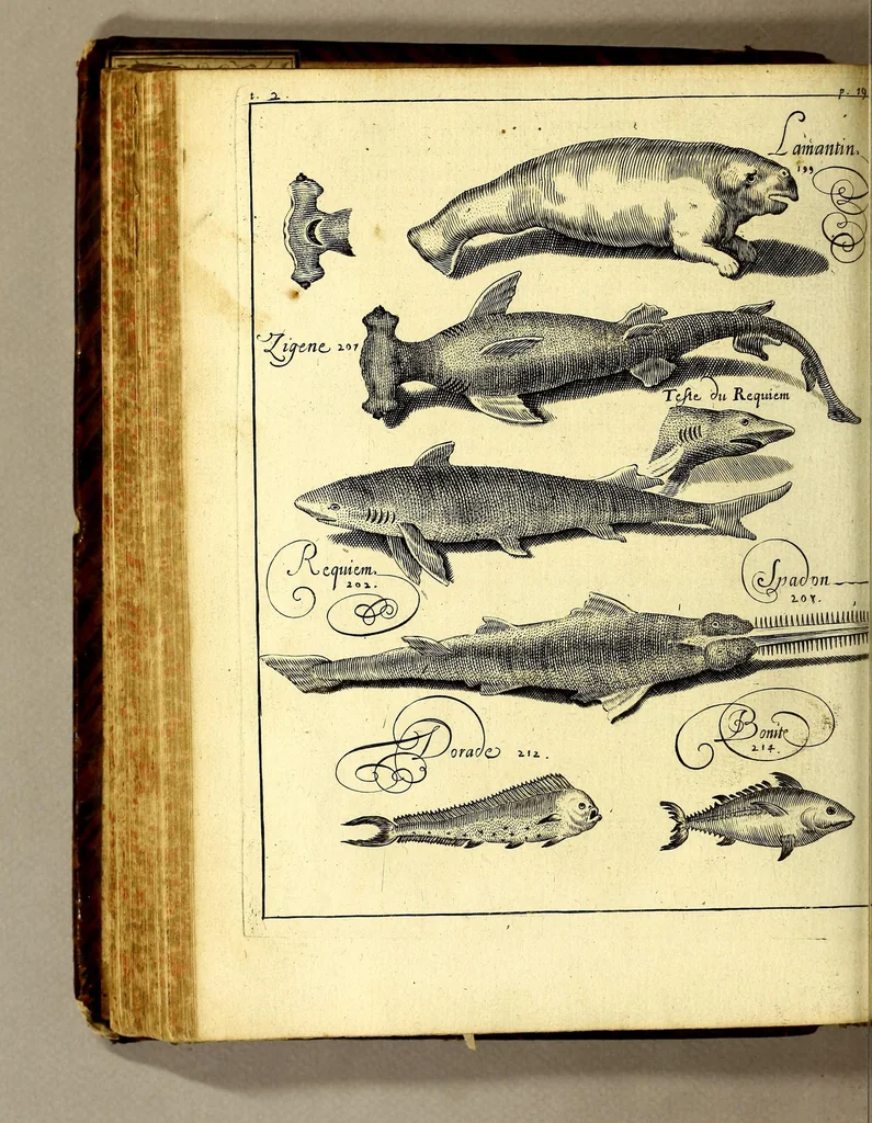 An illustration from Histoire generale des Antilles habitées par les François. : Divisée en deux tomes, et enrichie de cartes & de figures. Tome I [-IV]. ..., 1667, leaf 224