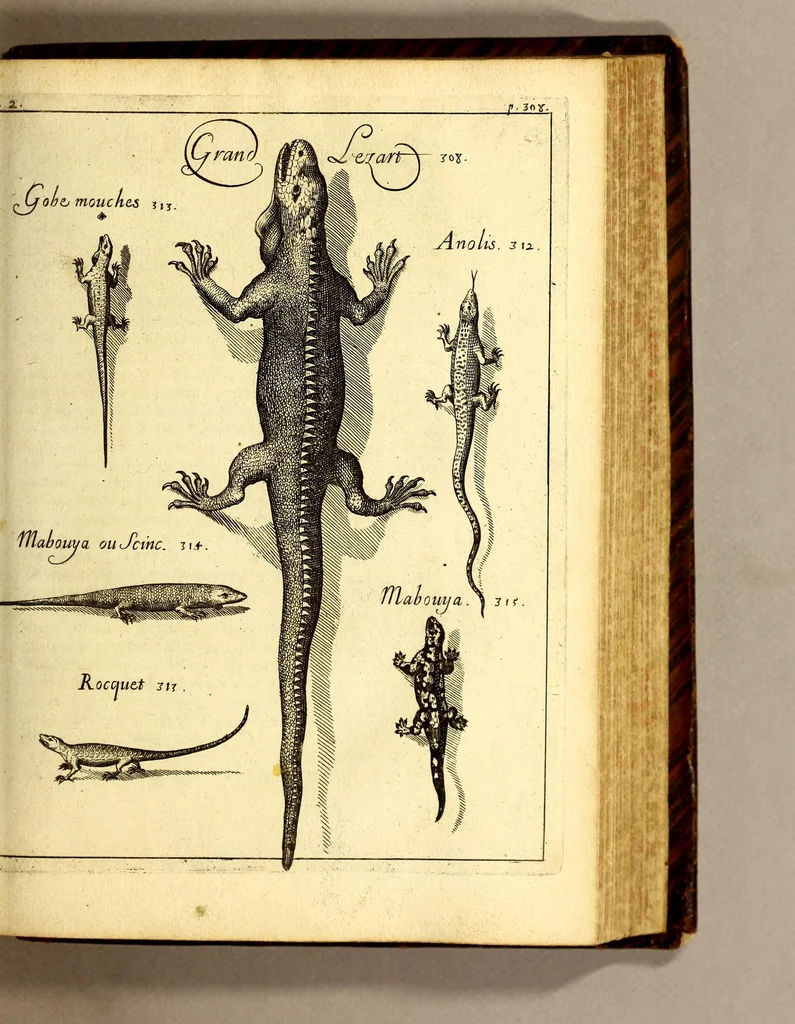 An illustration from Histoire generale des Antilles habitées par les François. : Divisée en deux tomes, et enrichie de cartes & de figures. Tome I [-IV]. ..., 1667, leaf 345
