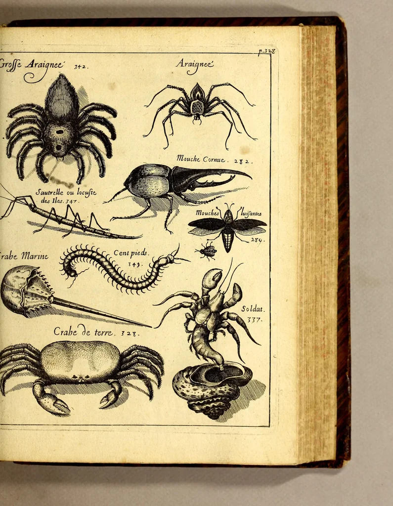 An illustration from Histoire generale des Antilles habitées par les François. : Divisée en deux tomes, et enrichie de cartes & de figures. Tome I [-IV]. ..., 1667, leaf 367