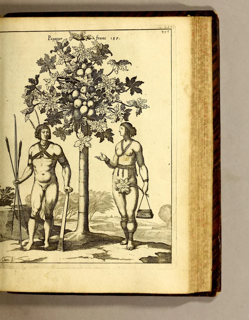 An illustration from Histoire generale des Antilles habitées par les François. : Divisée en deux tomes, et enrichie de cartes & de figures. Tome I [-IV]. ..., 1667, leaf 397