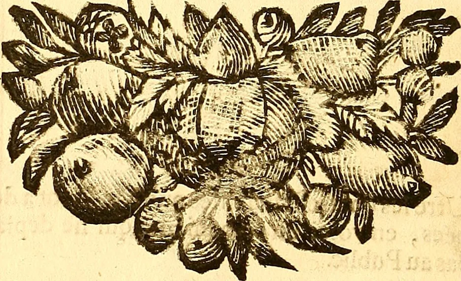 An illustration from Histoire metallique de la republique de Hollande., 1688, leaf 215