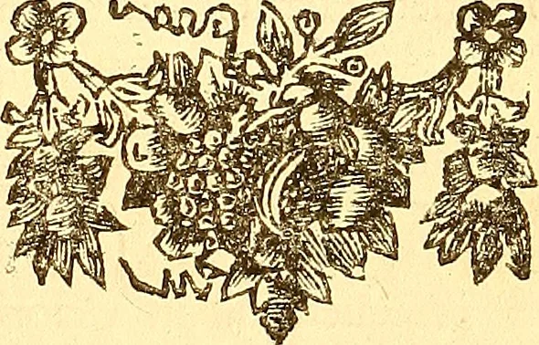 An illustration from Histoire metallique de la republique de Hollande., 1688, leaf 85