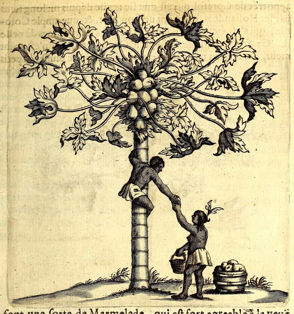 An illustration from Histoire naturelle et morale des iles Antilles de l'Amerique. Enrichie d'un grand nombre de belles figures en taille douce, des places & des raretez les plus considerables, qui y sont décrites. Avec un vocabulaire caraïbe, 1665, leaf 111
