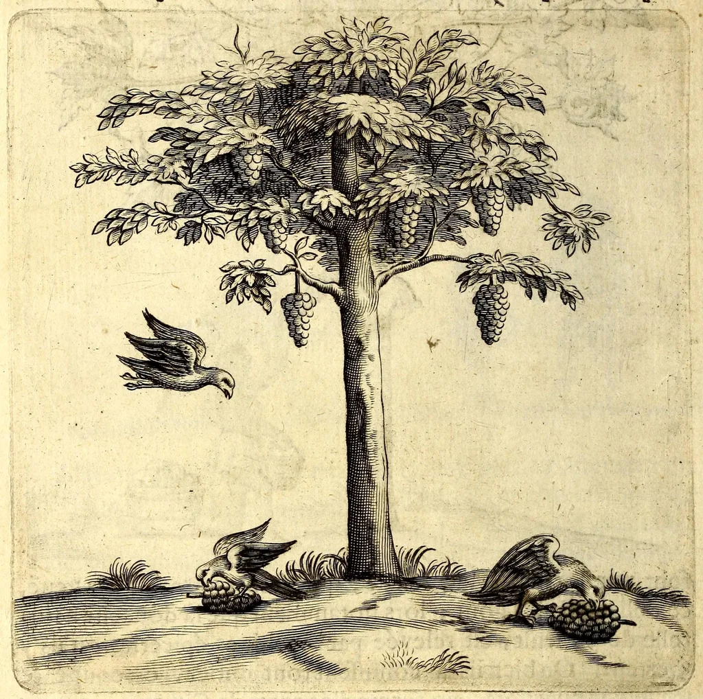 An illustration from Histoire naturelle et morale des iles Antilles de l'Amerique. Enrichie d'un grand nombre de belles figures en taille douce, des places & des raretez les plus considerables, qui y sont décrites. Avec un vocabulaire caraïbe, 1665, leaf 112