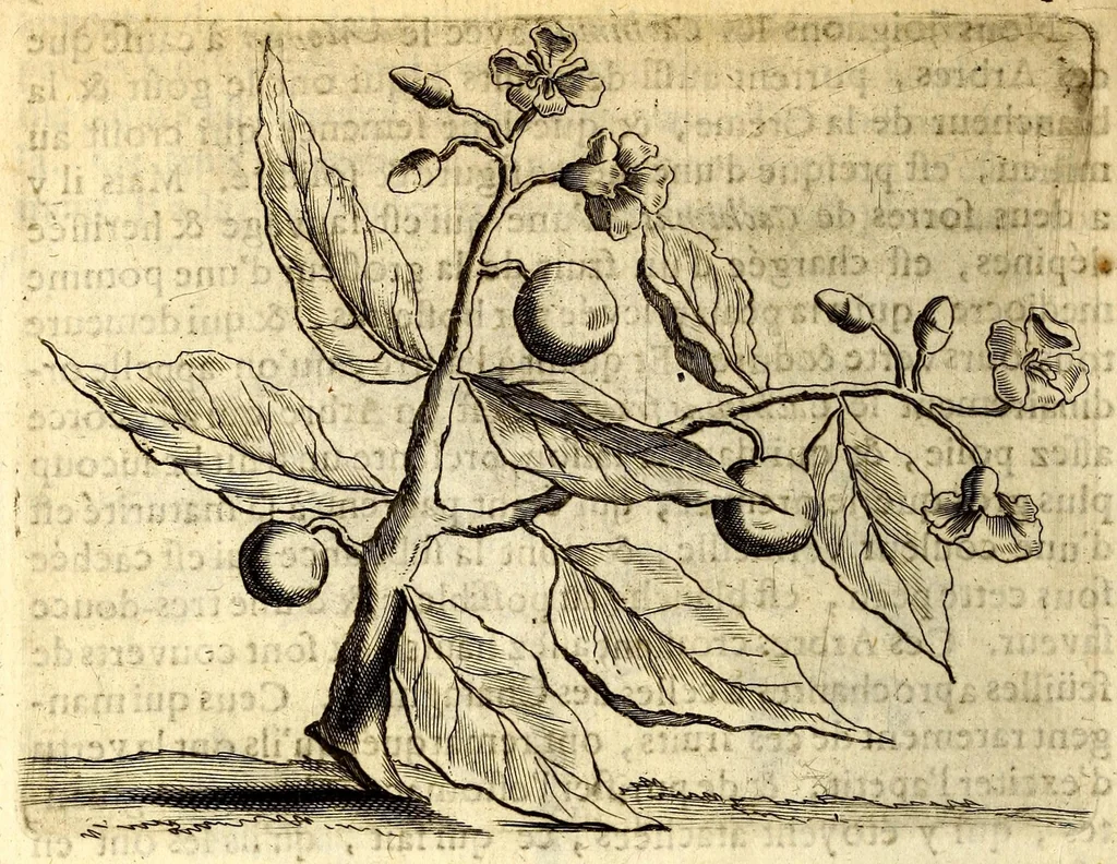 An illustration from Histoire naturelle et morale des iles Antilles de l'Amerique. Enrichie d'un grand nombre de belles figures en taille douce, des places & des raretez les plus considerables, qui y sont décrites. Avec un vocabulaire caraïbe, 1665, leaf 114