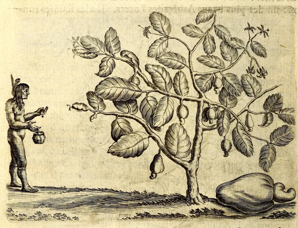 An illustration from Histoire naturelle et morale des iles Antilles de l'Amerique. Enrichie d'un grand nombre de belles figures en taille douce, des places & des raretez les plus considerables, qui y sont décrites. Avec un vocabulaire caraïbe, 1665, leaf 116