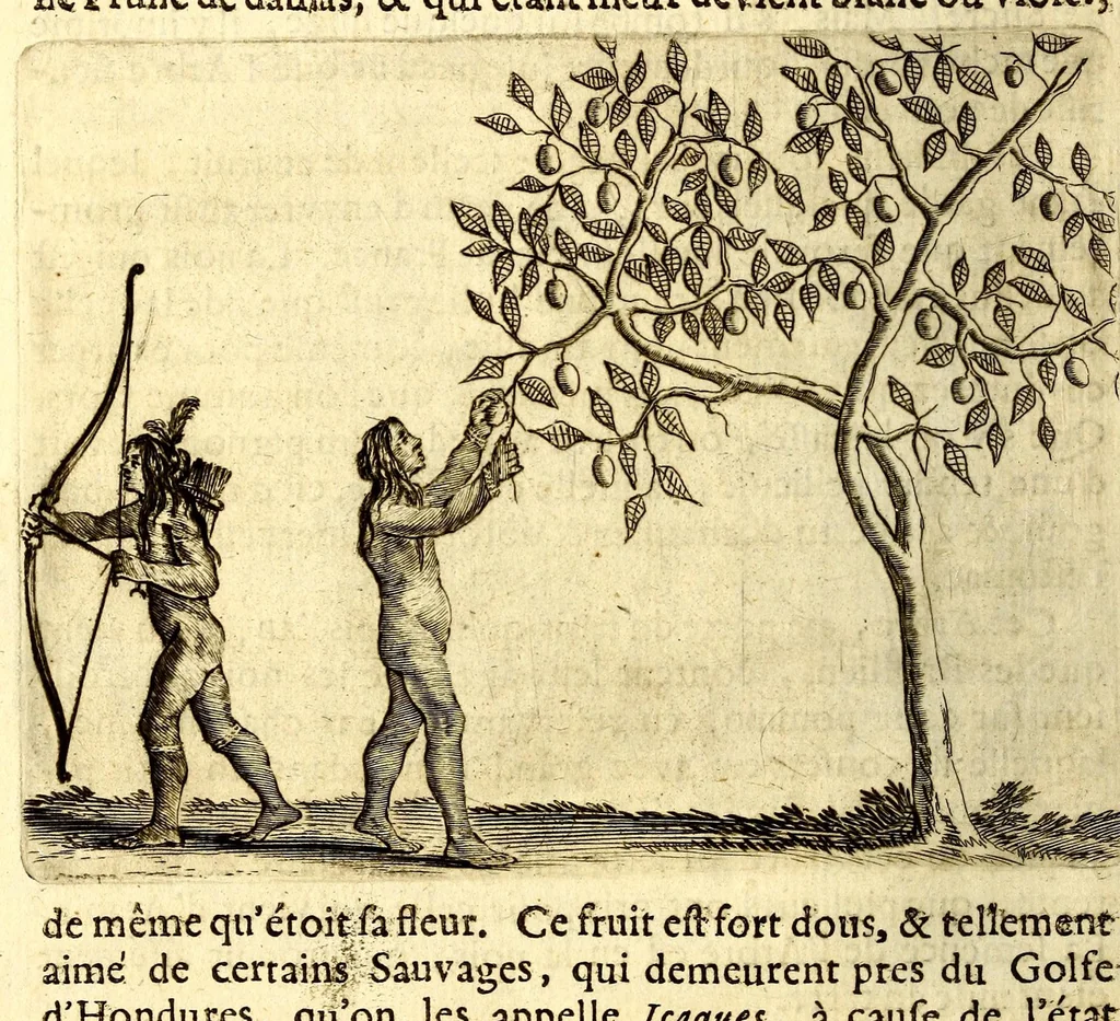 An illustration from Histoire naturelle et morale des iles Antilles de l'Amerique. Enrichie d'un grand nombre de belles figures en taille douce, des places & des raretez les plus considerables, qui y sont décrites. Avec un vocabulaire caraïbe, 1665, leaf 118