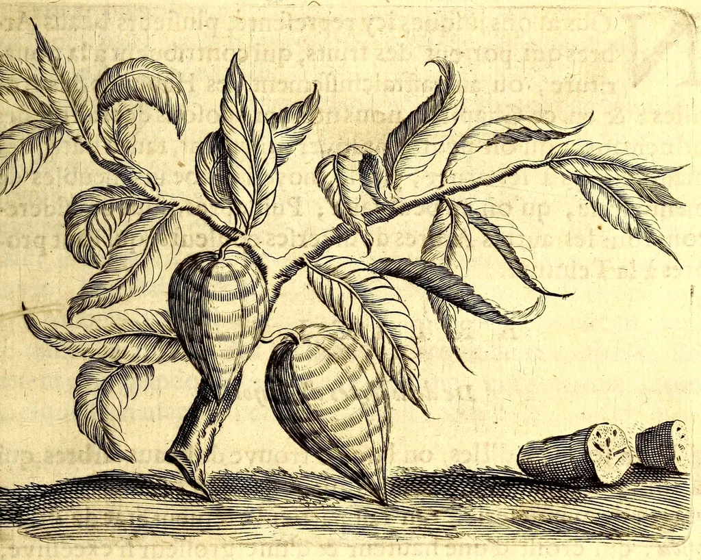 An illustration from Histoire naturelle et morale des iles Antilles de l'Amerique. Enrichie d'un grand nombre de belles figures en taille douce, des places & des raretez les plus considerables, qui y sont décrites. Avec un vocabulaire caraïbe, 1665, leaf 129
