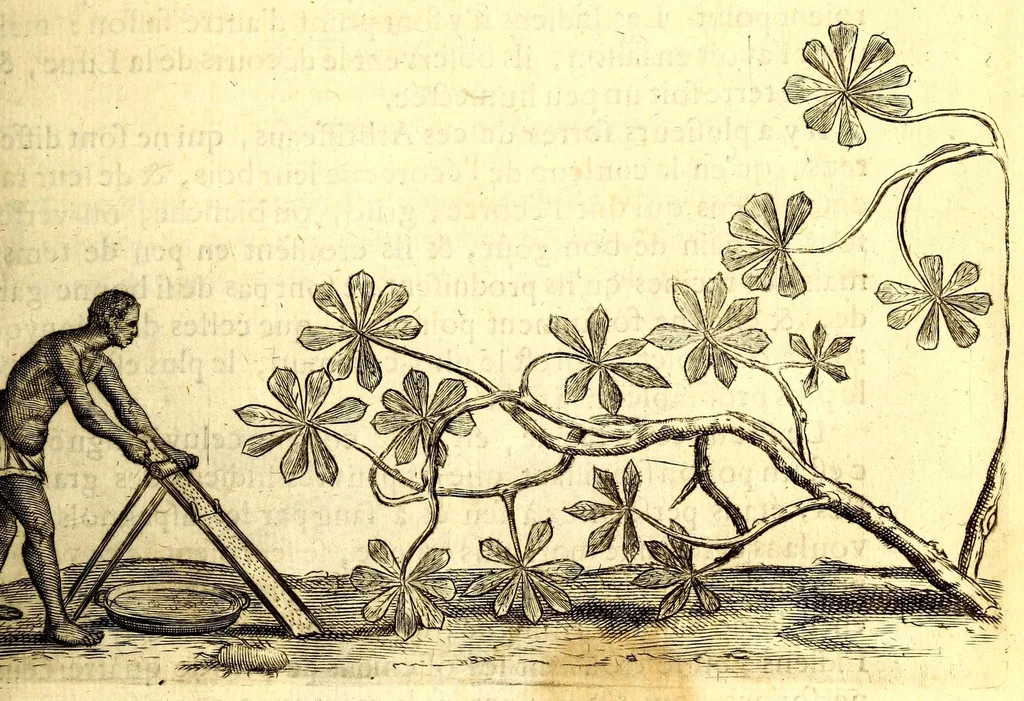 An illustration from Histoire naturelle et morale des iles Antilles de l'Amerique. Enrichie d'un grand nombre de belles figures en taille douce, des places & des raretez les plus considerables, qui y sont décrites. Avec un vocabulaire caraïbe, 1665, leaf 149