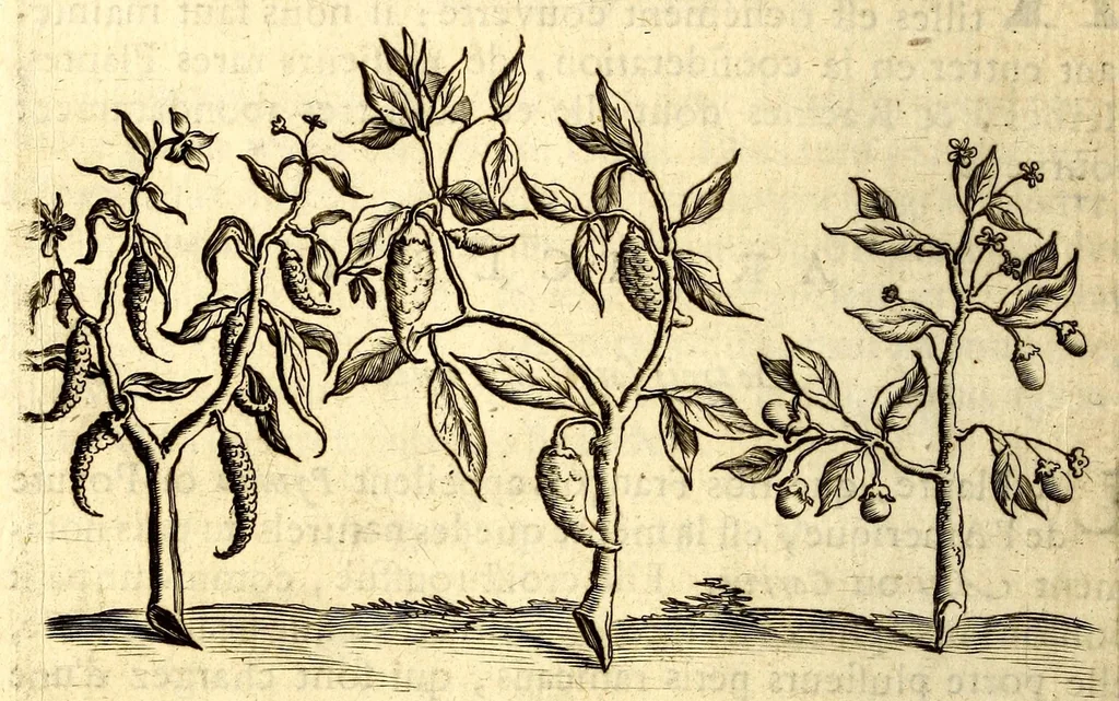 An illustration from Histoire naturelle et morale des iles Antilles de l'Amerique. Enrichie d'un grand nombre de belles figures en taille douce, des places & des raretez les plus considerables, qui y sont décrites. Avec un vocabulaire caraïbe, 1665, leaf 156