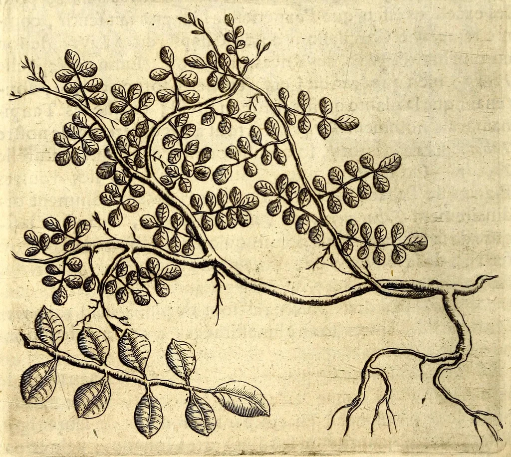 An illustration from Histoire naturelle et morale des iles Antilles de l'Amerique. Enrichie d'un grand nombre de belles figures en taille douce, des places & des raretez les plus considerables, qui y sont décrites. Avec un vocabulaire caraïbe, 1665, leaf 158