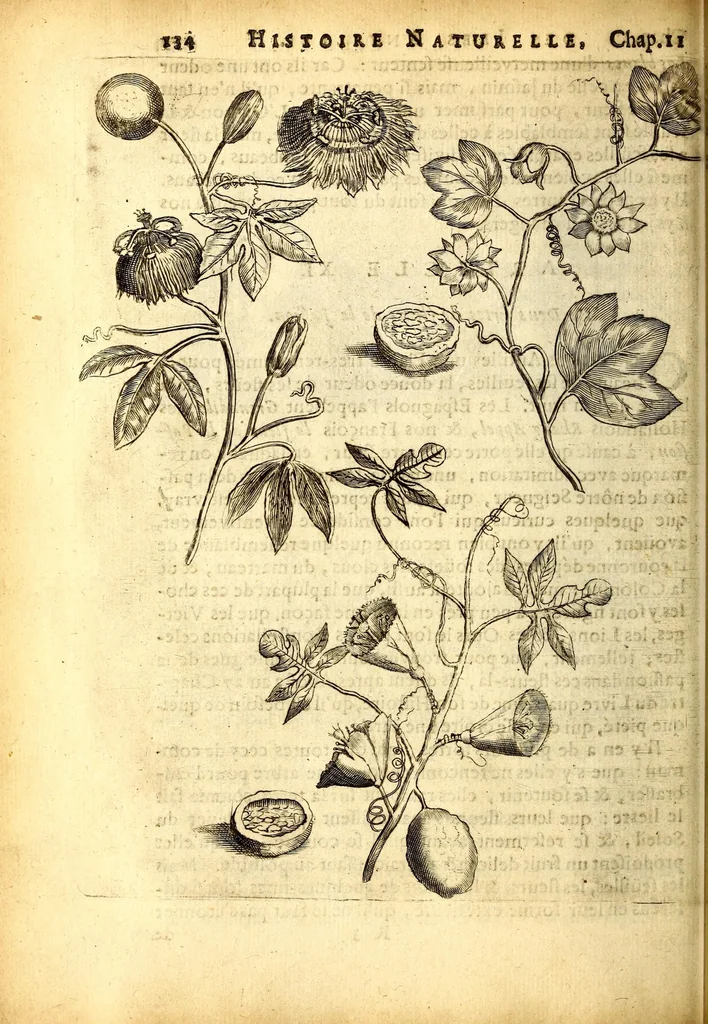 An illustration from Histoire naturelle et morale des iles Antilles de l'Amerique. Enrichie d'un grand nombre de belles figures en taille douce, des places & des raretez les plus considerables, qui y sont décrites. Avec un vocabulaire caraïbe, 1665, leaf 178