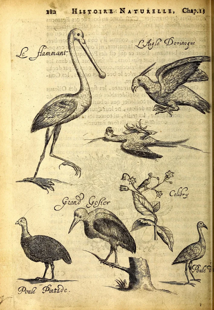 An illustration from Histoire naturelle et morale des iles Antilles de l'Amerique. Enrichie d'un grand nombre de belles figures en taille douce, des places & des raretez les plus considerables, qui y sont décrites. Avec un vocabulaire caraïbe, 1665, leaf 226