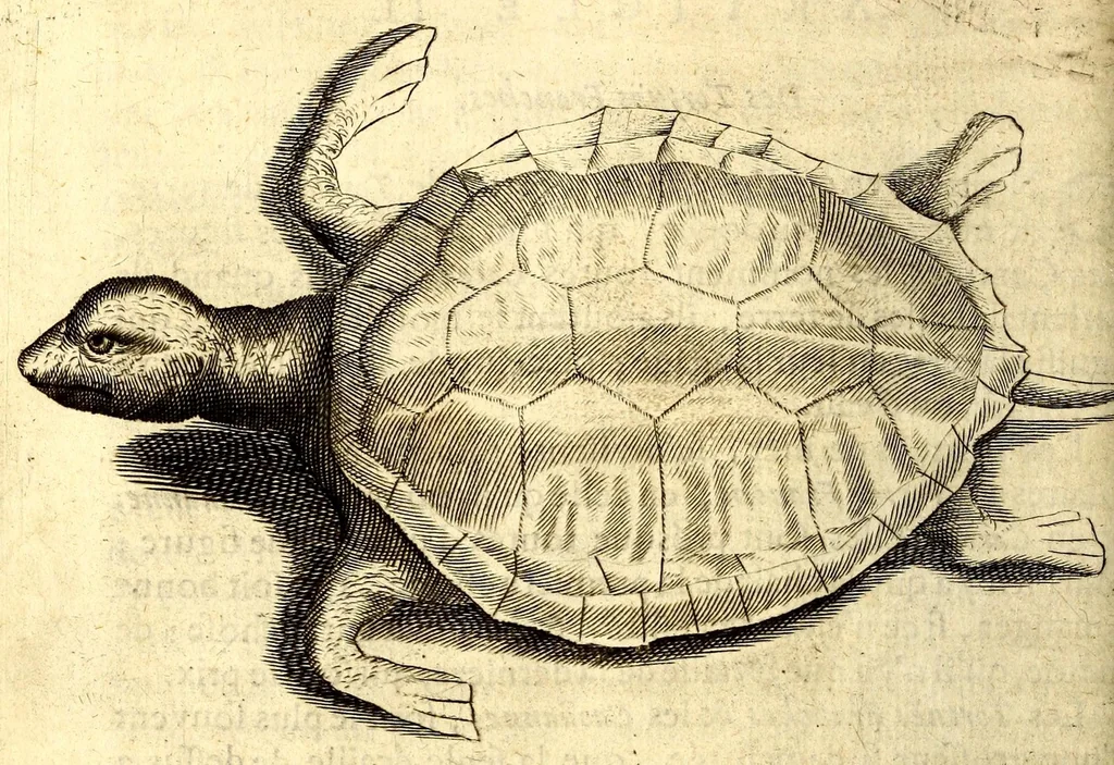 An illustration from Histoire naturelle et morale des iles Antilles de l'Amerique. Enrichie d'un grand nombre de belles figures en taille douce, des places & des raretez les plus considerables, qui y sont décrites. Avec un vocabulaire caraïbe, 1665, leaf 290