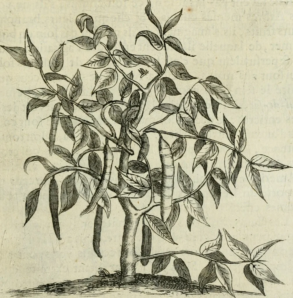An illustration from Histoire naturelle et morale des iles Antilles de l'Amerique : enrichie de plusieurs belles figures des raretez les plus considerables qui y sont d'écrites : avec un vocabulaire caraibe, 1658, leaf 100