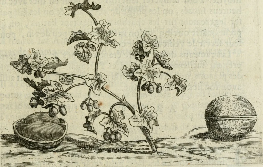 An illustration from Histoire naturelle et morale des iles Antilles de l'Amerique : enrichie de plusieurs belles figures des raretez les plus considerables qui y sont d'écrites : avec un vocabulaire caraibe, 1658, leaf 102