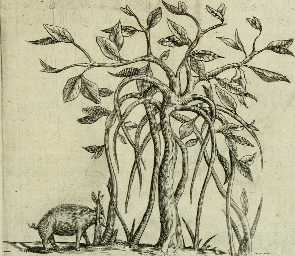 An illustration from Histoire naturelle et morale des iles Antilles de l'Amerique : enrichie de plusieurs belles figures des raretez les plus considerables qui y sont d'écrites : avec un vocabulaire caraibe, 1658, leaf 106