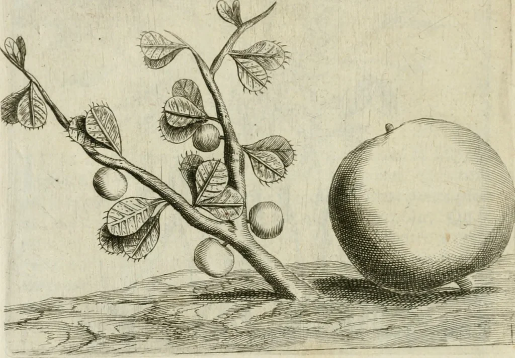 An illustration from Histoire naturelle et morale des iles Antilles de l'Amerique : enrichie de plusieurs belles figures des raretez les plus considerables qui y sont d'écrites : avec un vocabulaire caraibe, 1658, leaf 107