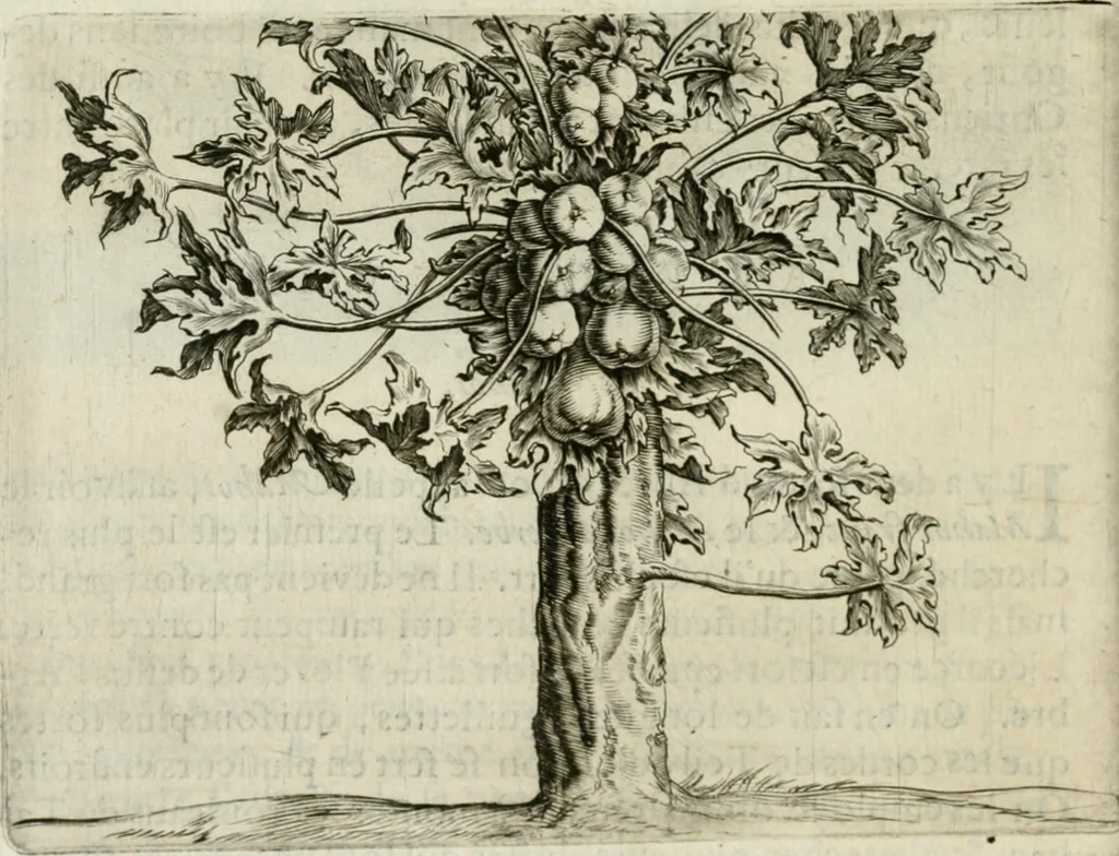 An illustration from Histoire naturelle et morale des iles Antilles de l'Amerique : enrichie de plusieurs belles figures des raretez les plus considerables qui y sont d'écrites : avec un vocabulaire caraibe, 1658, leaf 109