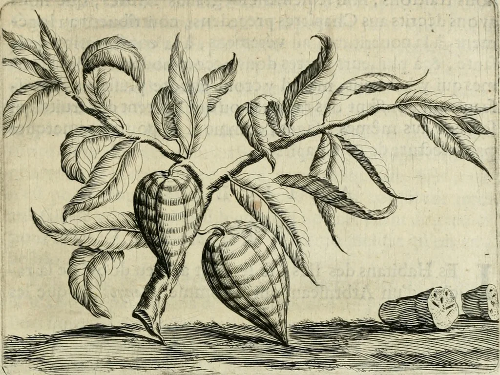 An illustration from Histoire naturelle et morale des iles Antilles de l'Amerique : enrichie de plusieurs belles figures des raretez les plus considerables qui y sont d'écrites : avec un vocabulaire caraibe, 1658, leaf 110