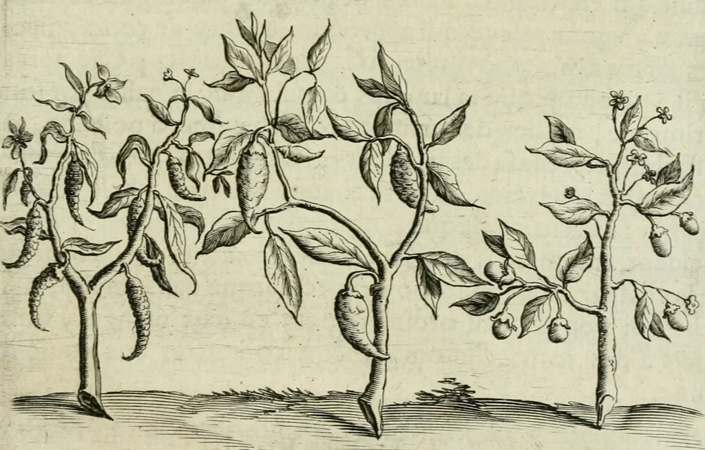 An illustration from Histoire naturelle et morale des iles Antilles de l'Amerique : enrichie de plusieurs belles figures des raretez les plus considerables qui y sont d'écrites : avec un vocabulaire caraibe, 1658, leaf 118