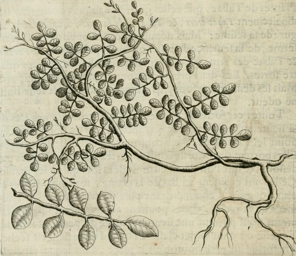 An illustration from Histoire naturelle et morale des iles Antilles de l'Amerique : enrichie de plusieurs belles figures des raretez les plus considerables qui y sont d'écrites : avec un vocabulaire caraibe, 1658, leaf 121