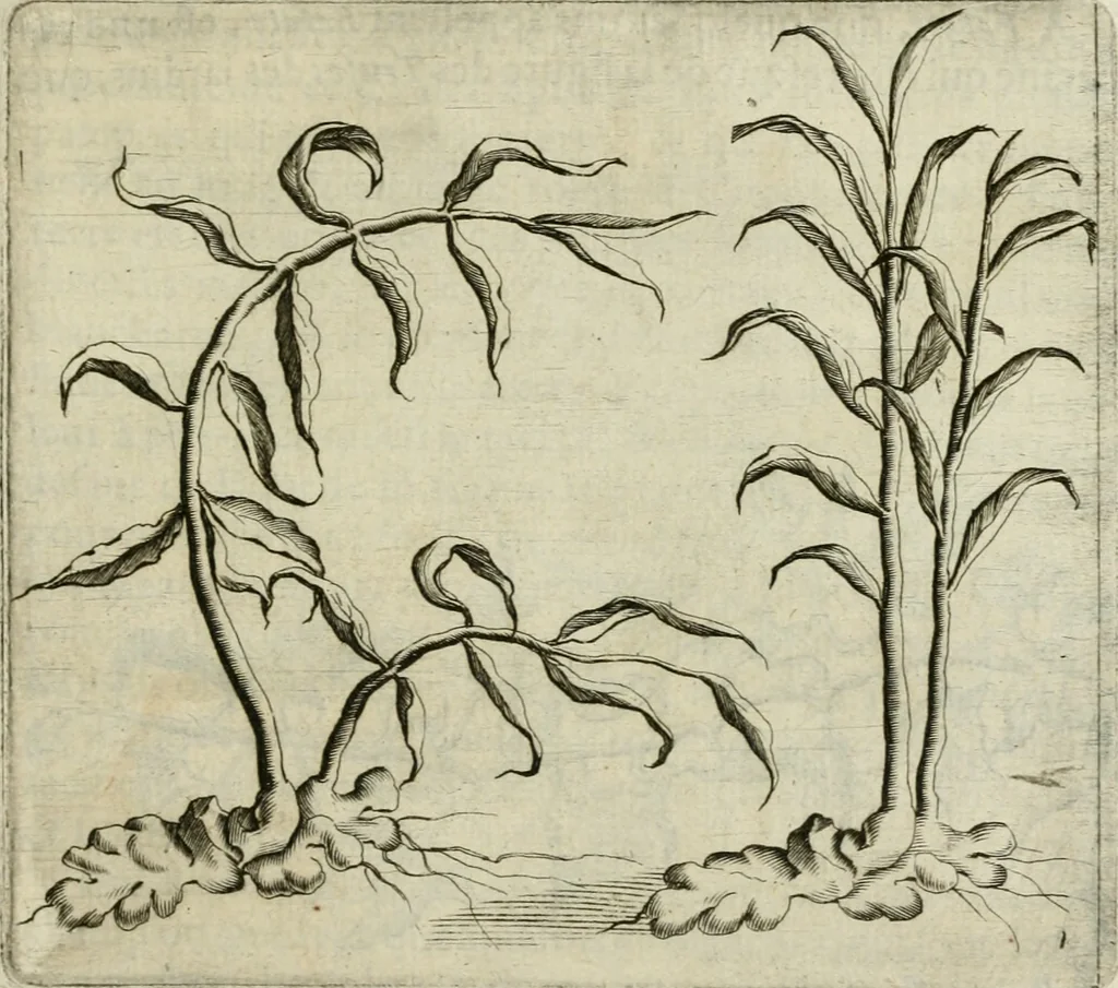 An illustration from Histoire naturelle et morale des iles Antilles de l'Amerique : enrichie de plusieurs belles figures des raretez les plus considerables qui y sont d'écrites : avec un vocabulaire caraibe, 1658, leaf 122