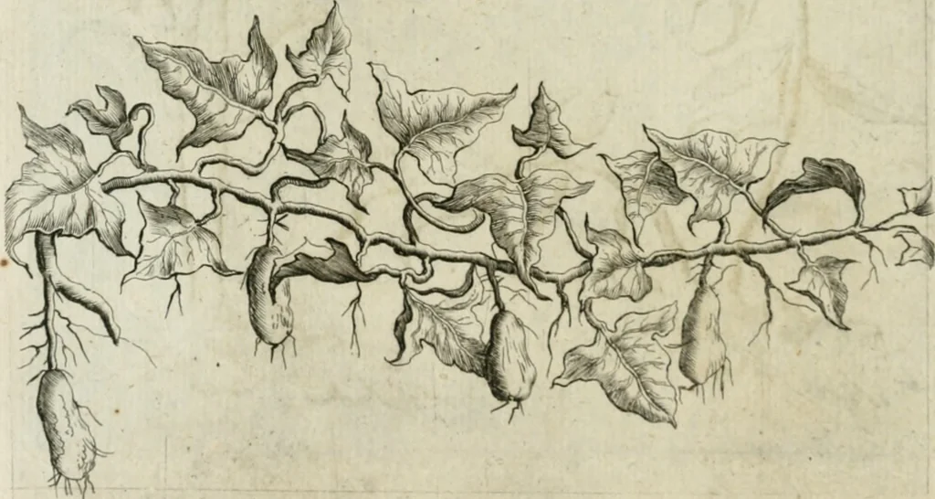 An illustration from Histoire naturelle et morale des iles Antilles de l'Amerique : enrichie de plusieurs belles figures des raretez les plus considerables qui y sont d'écrites : avec un vocabulaire caraibe, 1658, leaf 123