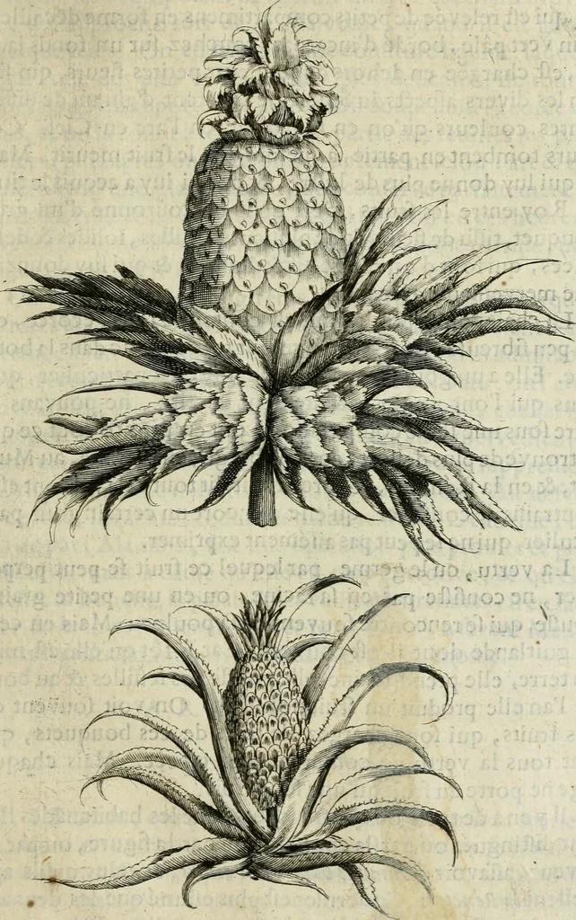 An illustration from Histoire naturelle et morale des iles Antilles de l'Amerique : enrichie de plusieurs belles figures des raretez les plus considerables qui y sont d'écrites : avec un vocabulaire caraibe, 1658, leaf 126