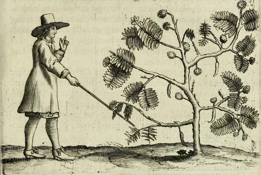 An illustration from Histoire naturelle et morale des iles Antilles de l'Amerique : enrichie de plusieurs belles figures des raretez les plus considerables qui y sont d'écrites : avec un vocabulaire caraibe, 1658, leaf 134