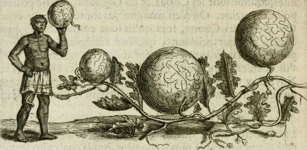 An illustration from Histoire naturelle et morale des iles Antilles de l'Amerique : enrichie de plusieurs belles figures des raretez les plus considerables qui y sont d'écrites : avec un vocabulaire caraibe, 1658, leaf 139