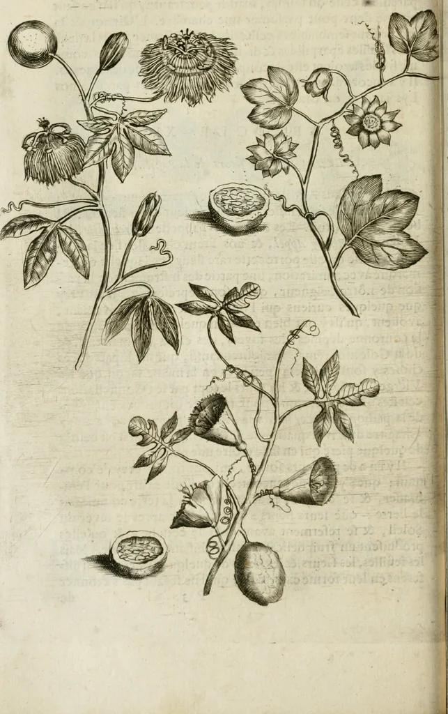An illustration from Histoire naturelle et morale des iles Antilles de l'Amerique : enrichie de plusieurs belles figures des raretez les plus considerables qui y sont d'écrites : avec un vocabulaire caraibe, 1658, leaf 141