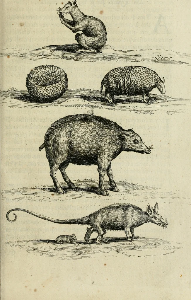 An illustration from Histoire naturelle et morale des iles Antilles de l'Amerique : enrichie de plusieurs belles figures des raretez les plus considerables qui y sont d'écrites : avec un vocabulaire caraibe, 1658, leaf 148
