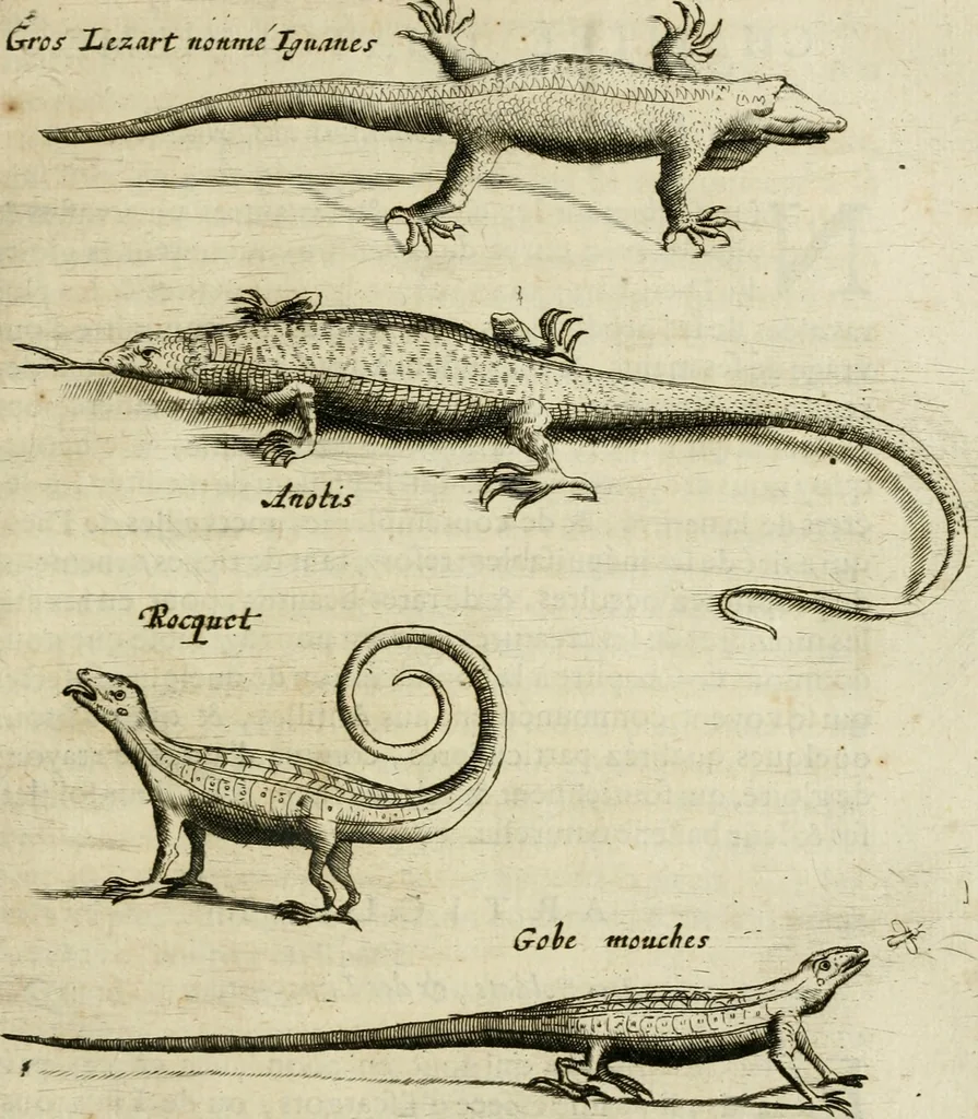 An illustration from Histoire naturelle et morale des iles Antilles de l'Amerique : enrichie de plusieurs belles figures des raretez les plus considerables qui y sont d'écrites : avec un vocabulaire caraibe, 1658, leaf 158