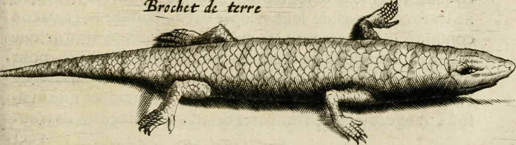 An illustration from Histoire naturelle et morale des iles Antilles de l'Amerique : enrichie de plusieurs belles figures des raretez les plus considerables qui y sont d'écrites : avec un vocabulaire caraibe, 1658, leaf 158