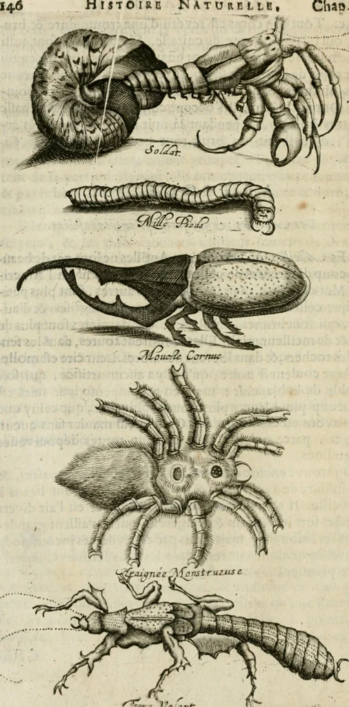 An illustration from Histoire naturelle et morale des iles Antilles de l'Amerique : enrichie de plusieurs belles figures des raretez les plus considerables qui y sont d'écrites : avec un vocabulaire caraibe, 1658, leaf 169