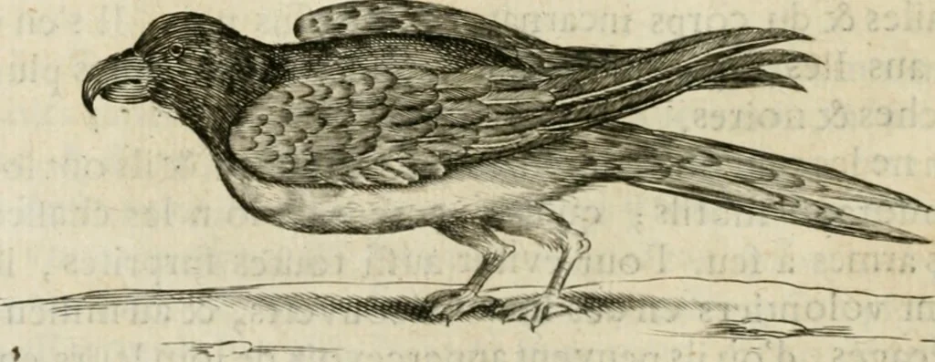 An illustration from Histoire naturelle et morale des iles Antilles de l'Amerique : enrichie de plusieurs belles figures des raretez les plus considerables qui y sont d'écrites : avec un vocabulaire caraibe, 1658, leaf 175