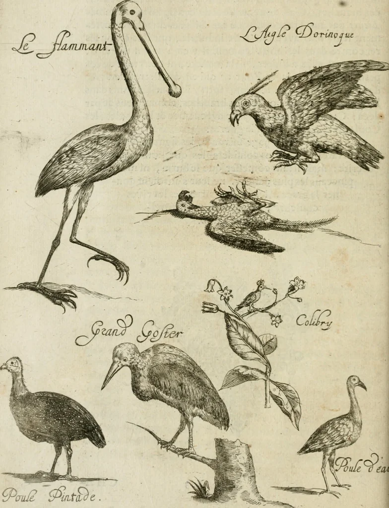 An illustration from Histoire naturelle et morale des iles Antilles de l'Amerique : enrichie de plusieurs belles figures des raretez les plus considerables qui y sont d'écrites : avec un vocabulaire caraibe, 1658, leaf 189
