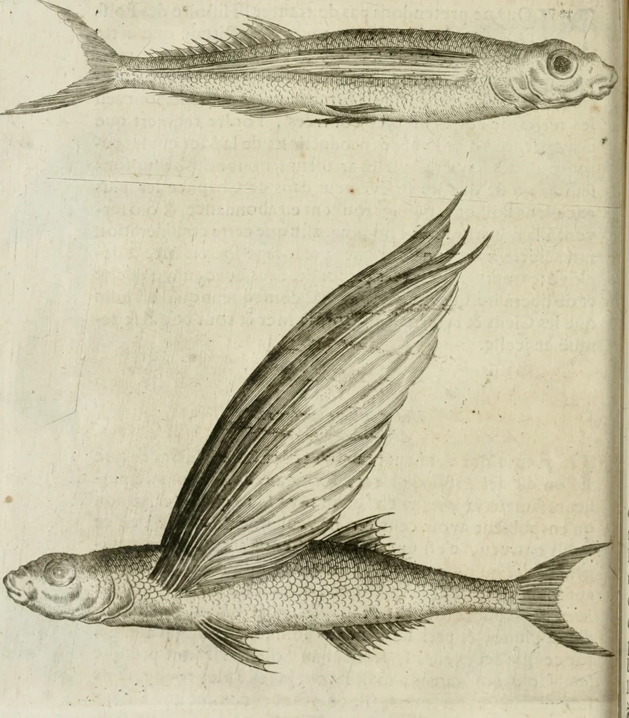 An illustration from Histoire naturelle et morale des iles Antilles de l'Amerique : enrichie de plusieurs belles figures des raretez les plus considerables qui y sont d'écrites : avec un vocabulaire caraibe, 1658, leaf 191