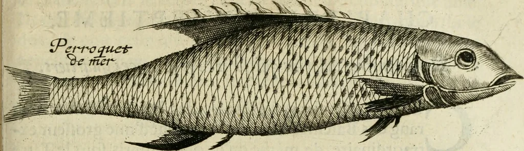 An illustration from Histoire naturelle et morale des iles Antilles de l'Amerique : enrichie de plusieurs belles figures des raretez les plus considerables qui y sont d'écrites : avec un vocabulaire caraibe, 1658, leaf 196