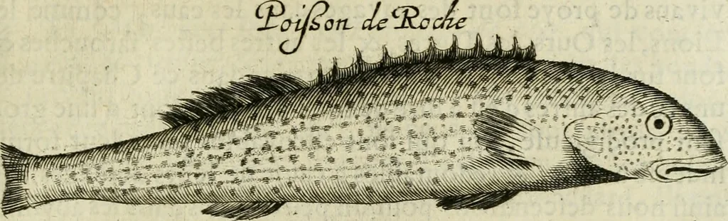 An illustration from Histoire naturelle et morale des iles Antilles de l'Amerique : enrichie de plusieurs belles figures des raretez les plus considerables qui y sont d'écrites : avec un vocabulaire caraibe, 1658, leaf 196