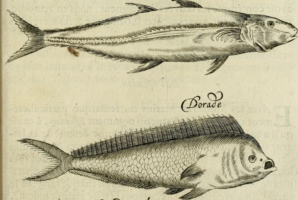 An illustration from Histoire naturelle et morale des iles Antilles de l'Amerique : enrichie de plusieurs belles figures des raretez les plus considerables qui y sont d'écrites : avec un vocabulaire caraibe, 1658, leaf 196