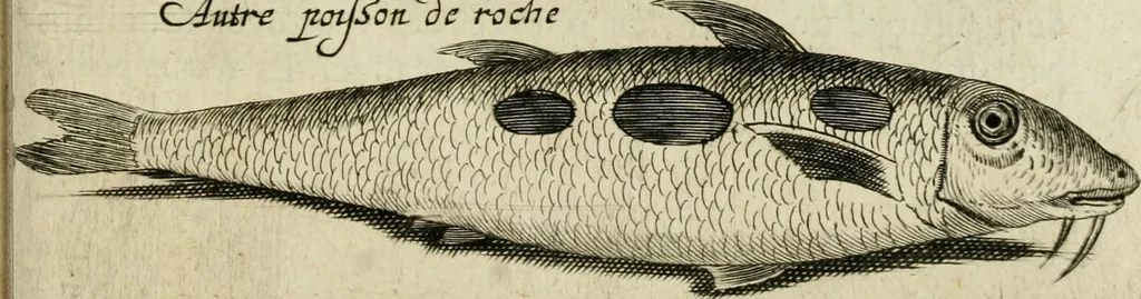 An illustration from Histoire naturelle et morale des iles Antilles de l'Amerique : enrichie de plusieurs belles figures des raretez les plus considerables qui y sont d'écrites : avec un vocabulaire caraibe, 1658, leaf 196