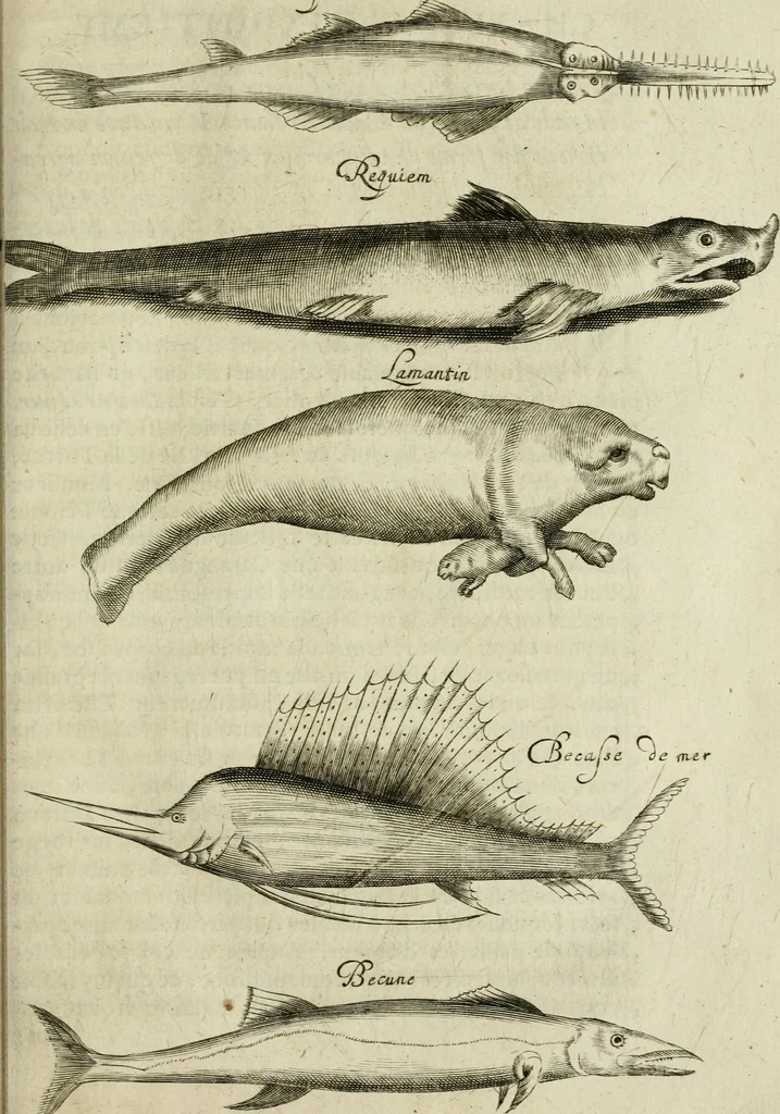 An illustration from Histoire naturelle et morale des iles Antilles de l'Amerique : enrichie de plusieurs belles figures des raretez les plus considerables qui y sont d'écrites : avec un vocabulaire caraibe, 1658, leaf 206