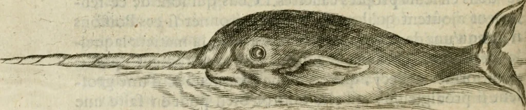 An illustration from Histoire naturelle et morale des iles Antilles de l'Amerique : enrichie de plusieurs belles figures des raretez les plus considerables qui y sont d'écrites : avec un vocabulaire caraibe, 1658, leaf 211