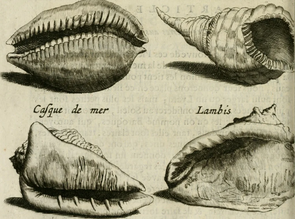 An illustration from Histoire naturelle et morale des iles Antilles de l'Amerique : enrichie de plusieurs belles figures des raretez les plus considerables qui y sont d'écrites : avec un vocabulaire caraibe, 1658, leaf 239