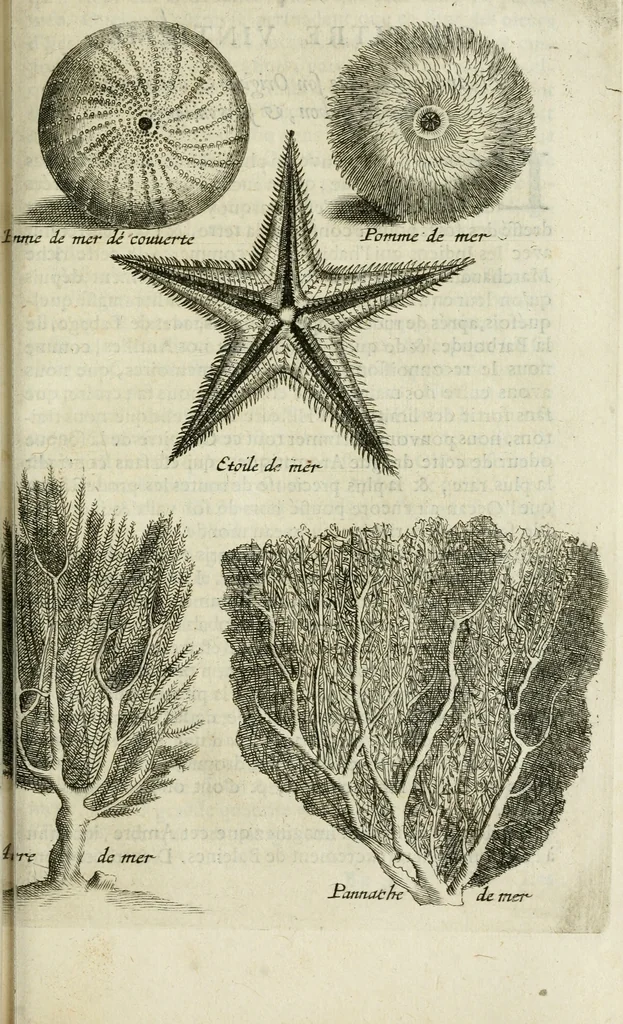 An illustration from Histoire naturelle et morale des iles Antilles de l'Amerique : enrichie de plusieurs belles figures des raretez les plus considerables qui y sont d'écrites : avec un vocabulaire caraibe, 1658, leaf 242