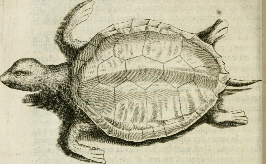 An illustration from Histoire naturelle et morale des iles Antilles de l'Amerique : enrichie de plusieurs belles figures des raretez les plus considerables qui y sont d'écrites : avec un vocabulaire caraibe, 1658, leaf 259