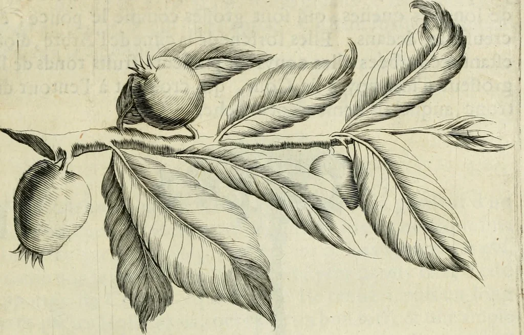 An illustration from Histoire naturelle et morale des iles Antilles de l'Amerique : enrichie de plusieurs belles figures des raretez les plus considerables qui y sont d'écrites : avec un vocabulaire caraibe, 1658, leaf 72